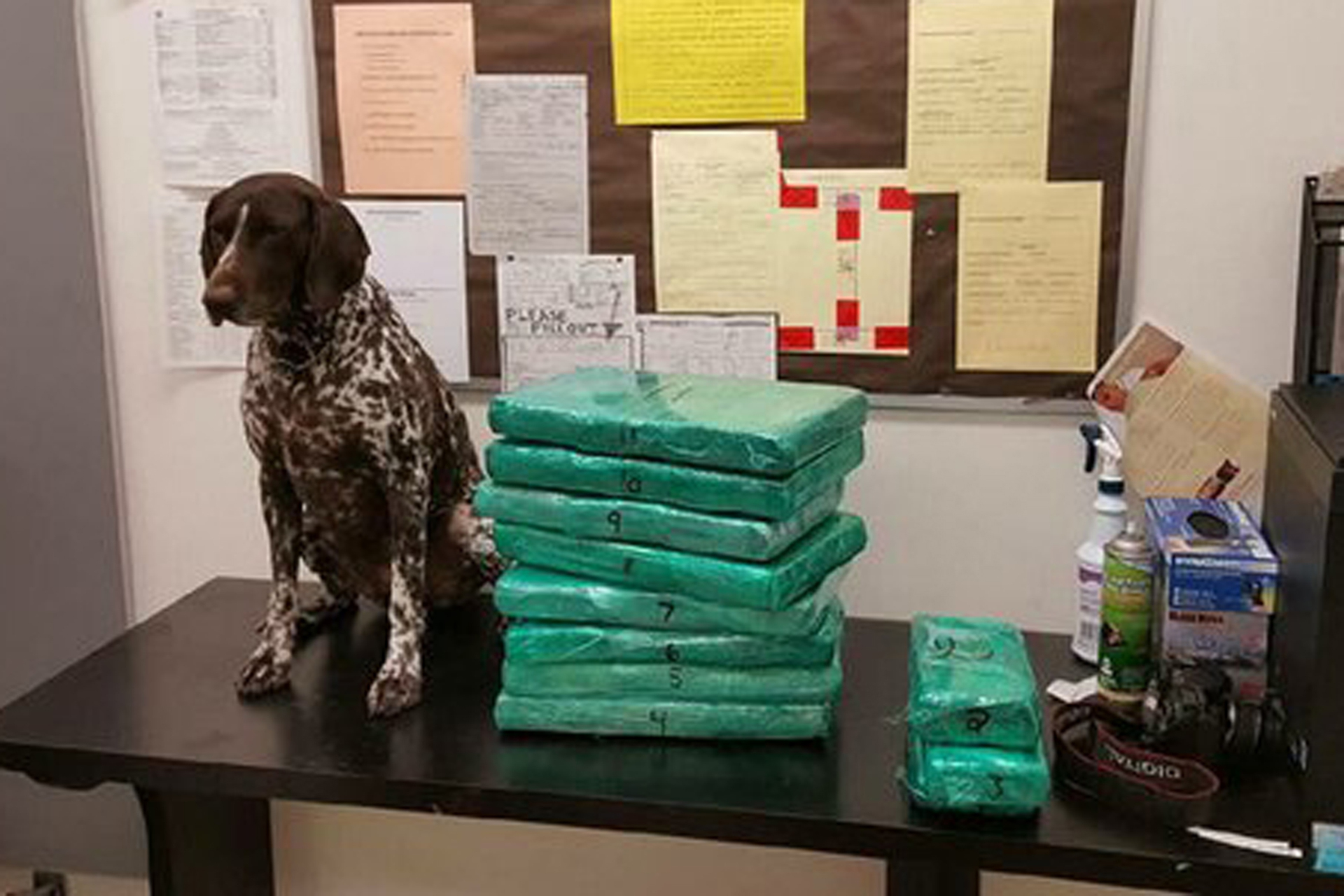 The bundles of drugs that authorities allegedly found in the bags left behind by flight attendant Marsha Gay Reynolds.