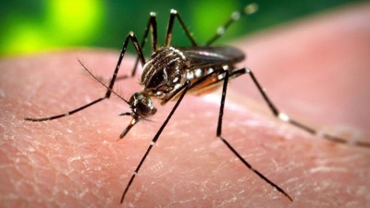 Mosquito-Zika-virus-jpg_2418652_ver1.0_1280_720
