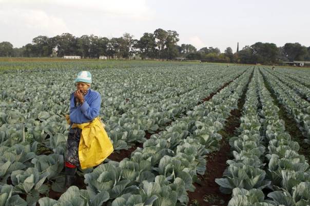 In this file April 24, 2012 photo, a worker walks between rows of vegetables at a farm in Eikenhof, south of Johannesburg. REUTERS/Siphiwe Sibeko