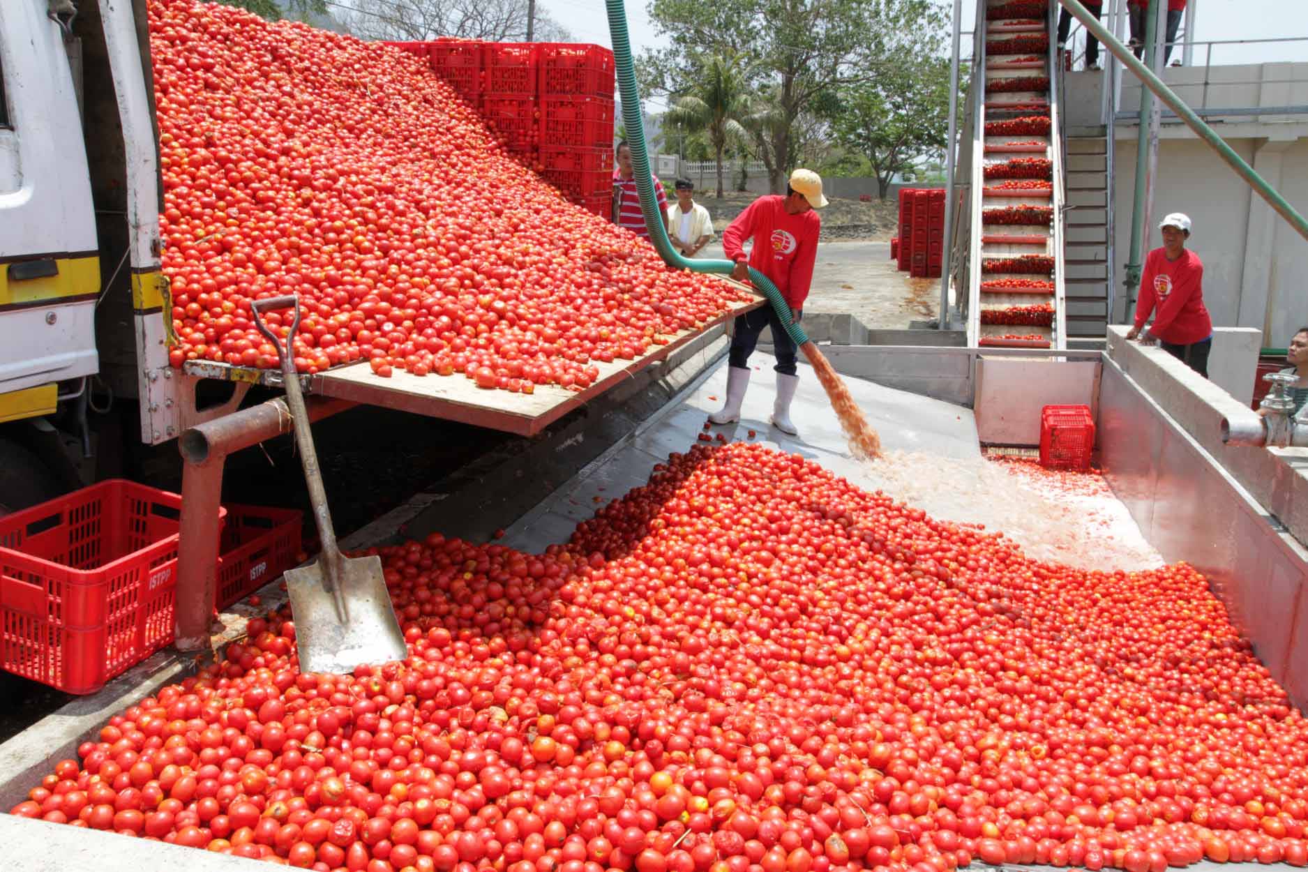 The tomato processing plant has a daily production capacity of 1,200 metric tones per day, and will primarily buy tomatoes from farmers in the Kadawa Valley in Kano state and will pay them a guaranteed price of about $700 per ton of tomatoes.