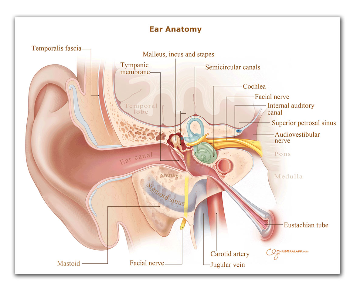 Anatomy of the ear - Serious ear infection could cause meningitis or a ruptured ear drum. Meningitis is a bacterial infection of the membranes which covers the brain and spinal cord.