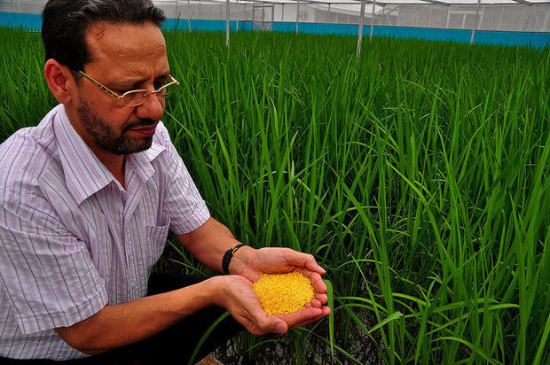 Scientist Parminder Virk of the International Rice Research Institute scientist holding sample of GMO Golden Rice 