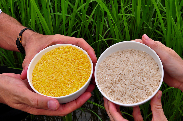 Golden Rice grain compared to white rice grain in screenhouse of Golden Rice plants.